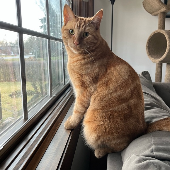 Meet your Posher, Ashleigh - Picture 1 of 1